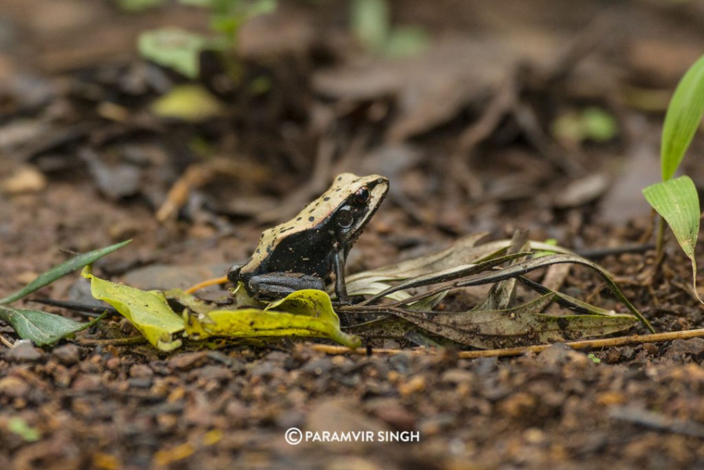 Frog in Chikmagalur