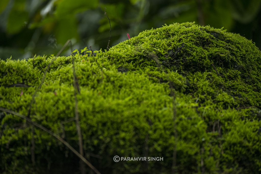 Moss in Chikmagalur