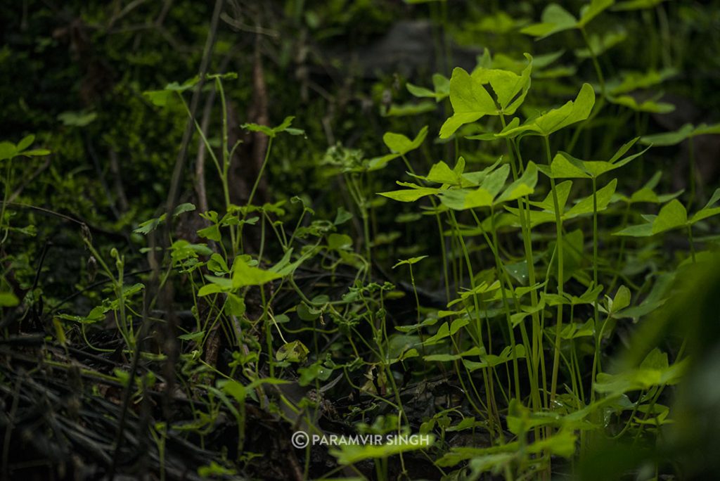 Green edible herbs in Chikmagalur