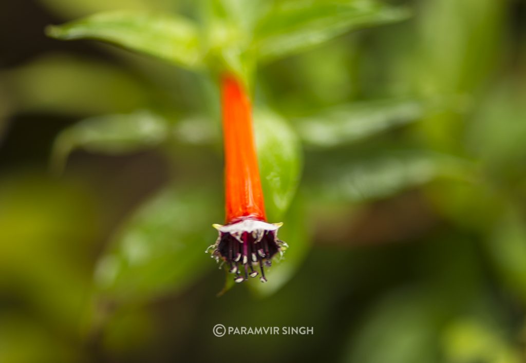 Chikmagalur wild flower