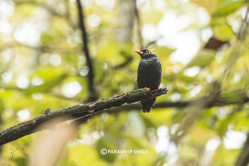 Hill Myna (Gracula religiosa),