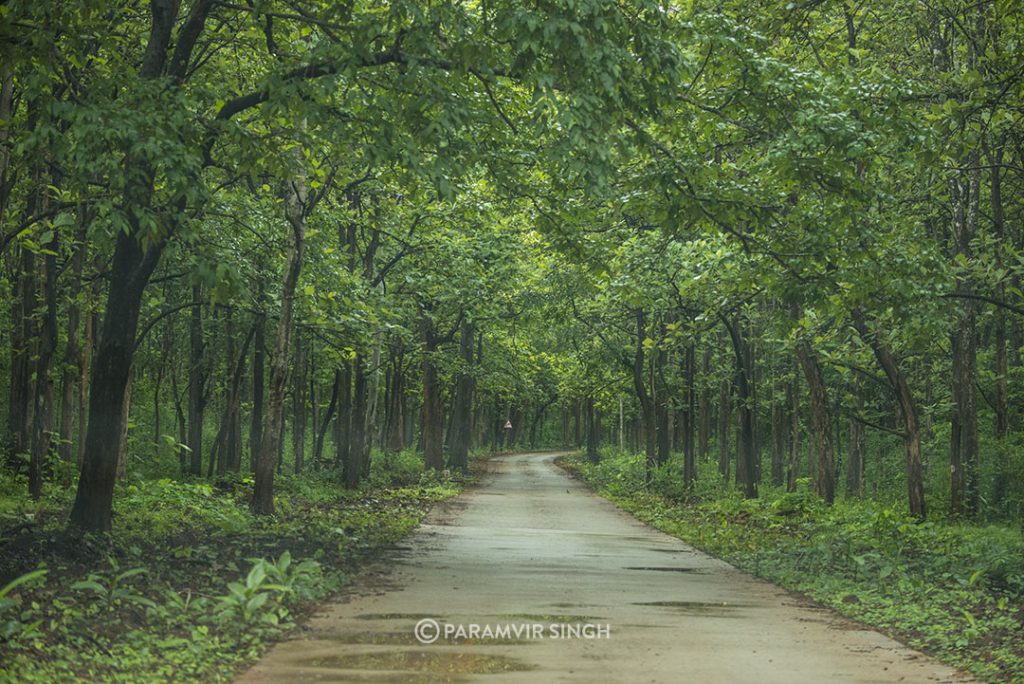 Chikmagalur Trails