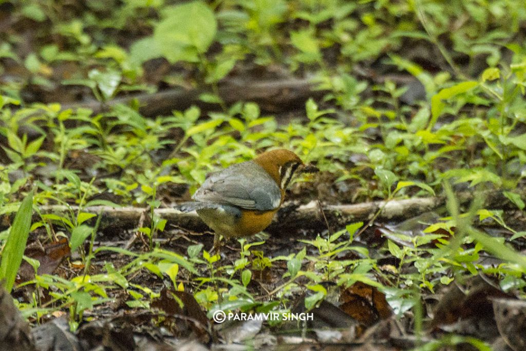 The orange-headed thrush (Geokichla citrina)