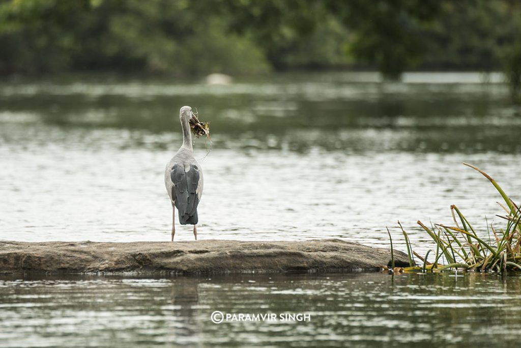 An Asian Openbill Stork at Ranganathittu Bird Sanctuary