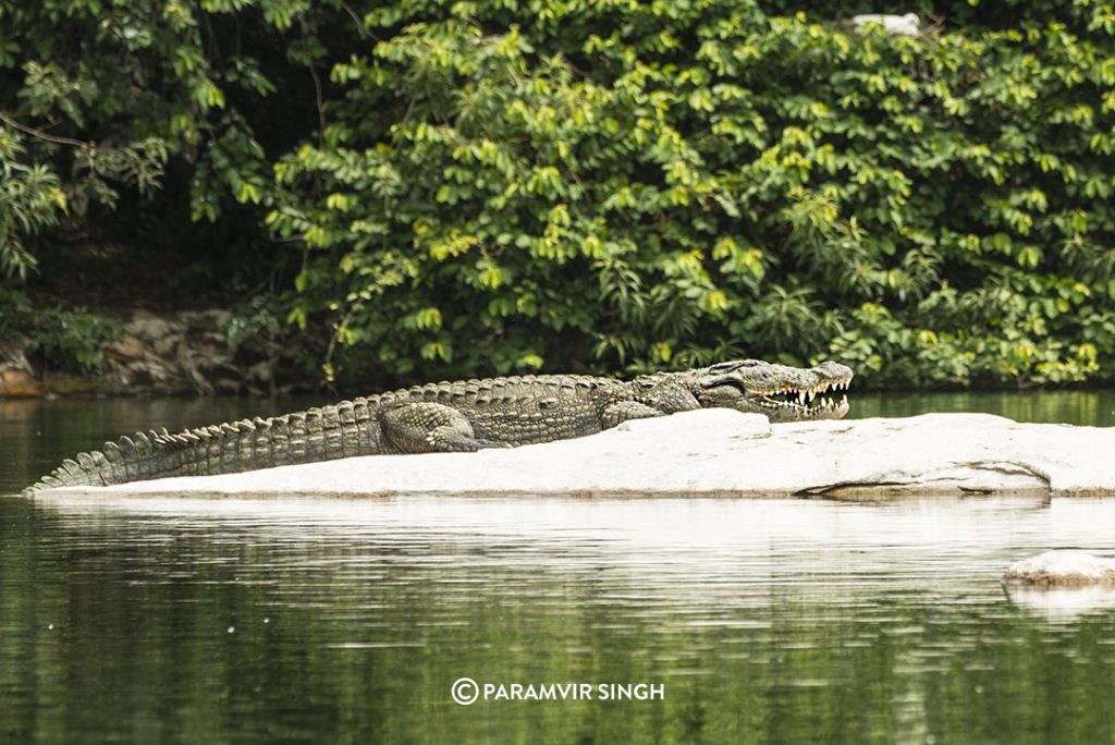 A Muggermach or Mugger Crocodile (Crocodylus palustris ) basks in the sun at Ranganathittu. 