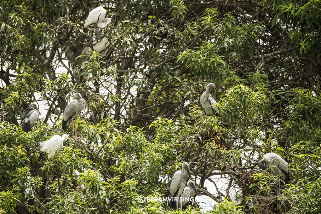 Asian Openbill Storks roosting