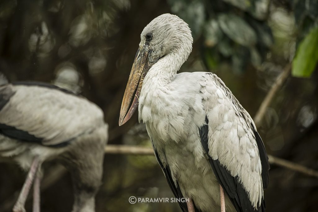 Asian openbill stork (Anastomus oscitans)