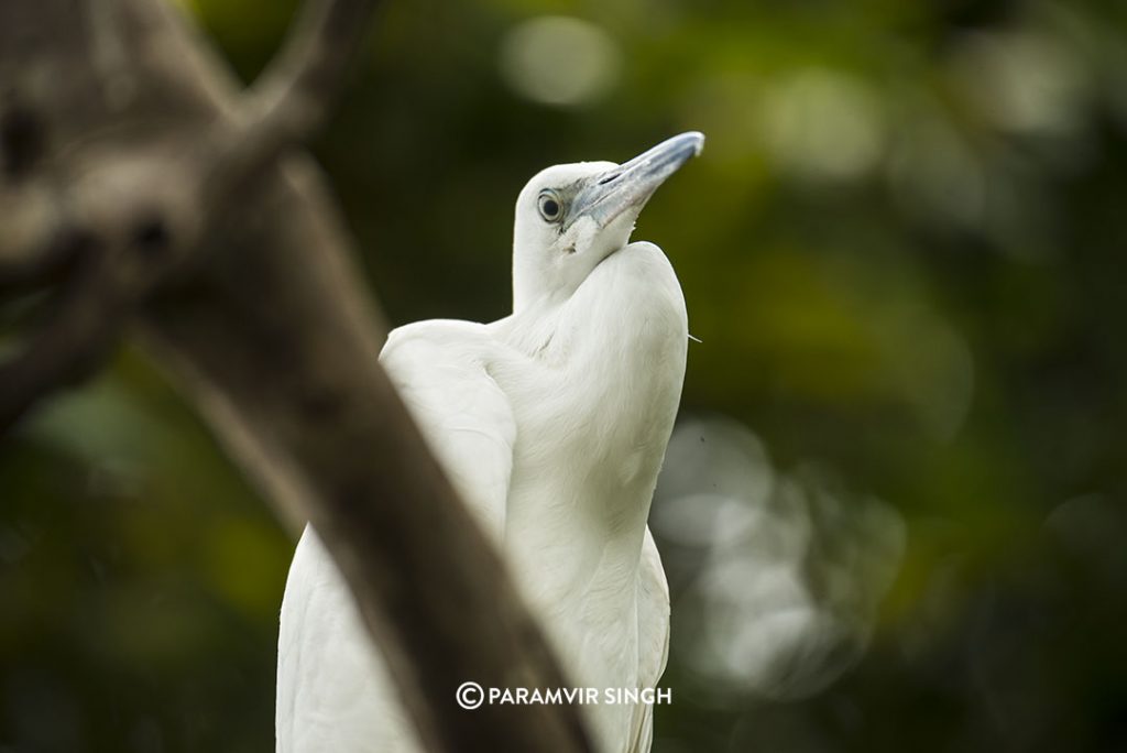 Egret at Ranganathittu Bird Sanctuary