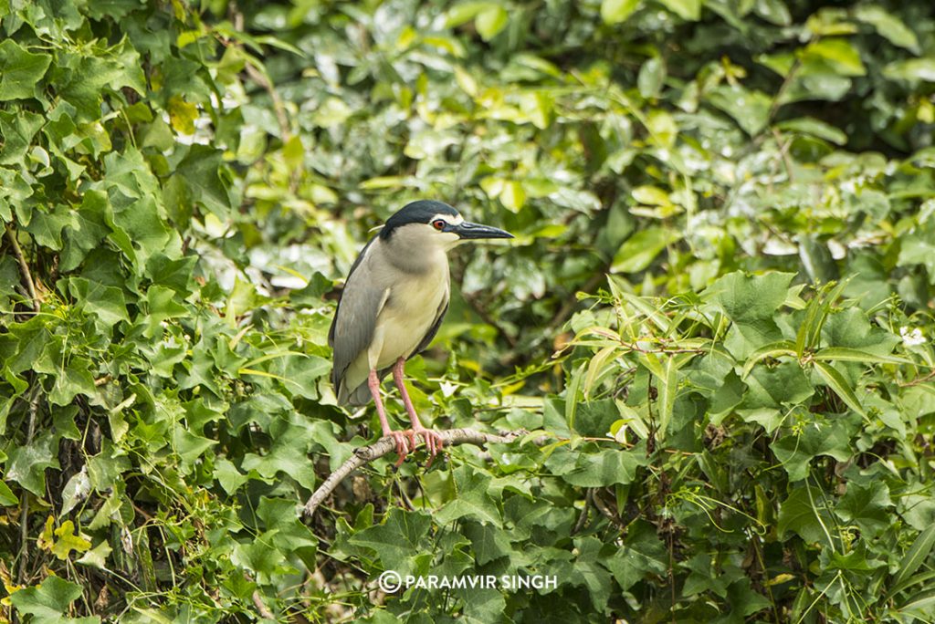 Black-Crowned Night Heron (Nycticorax nycticorax) at Ranganathittu Bird Sanctuary