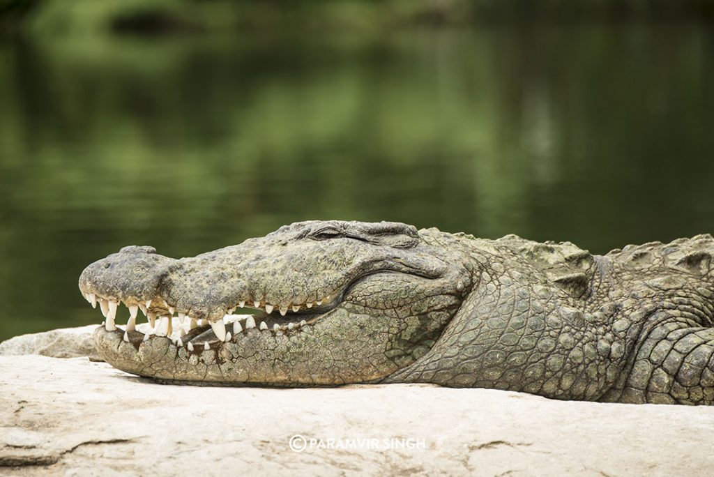 Mugger Crocodile at Ranganathittu Bird Sanctuary