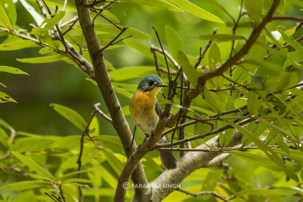 Tickell's BlueFlycatcher (Cyornis tickelliae) at Ranganathittu Bird Sanctuary