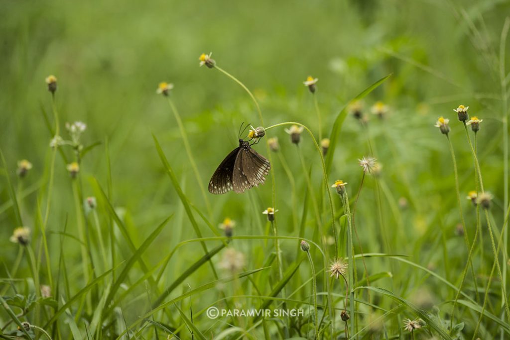 Common Crow Butterfly at Ranganathittu Bird Sanctuary