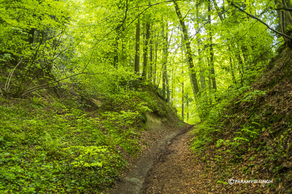 Safenwil Woods