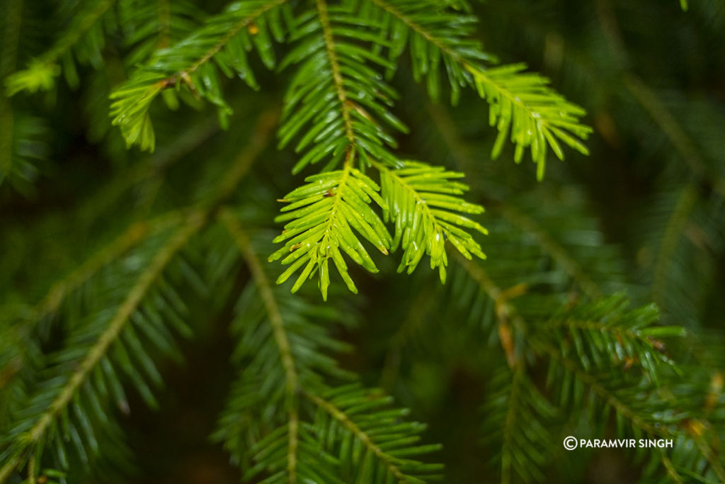 Leaves dripping with fresh rain