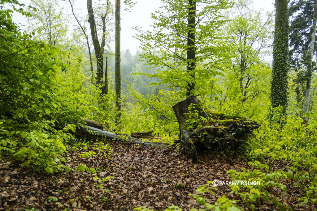 The beautiful Swiss woods at Safenwil