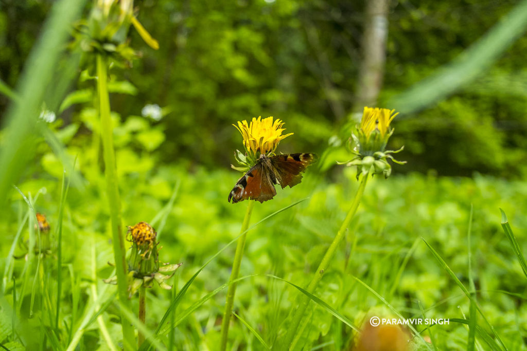 Butterfly on wildflower in Safenwil