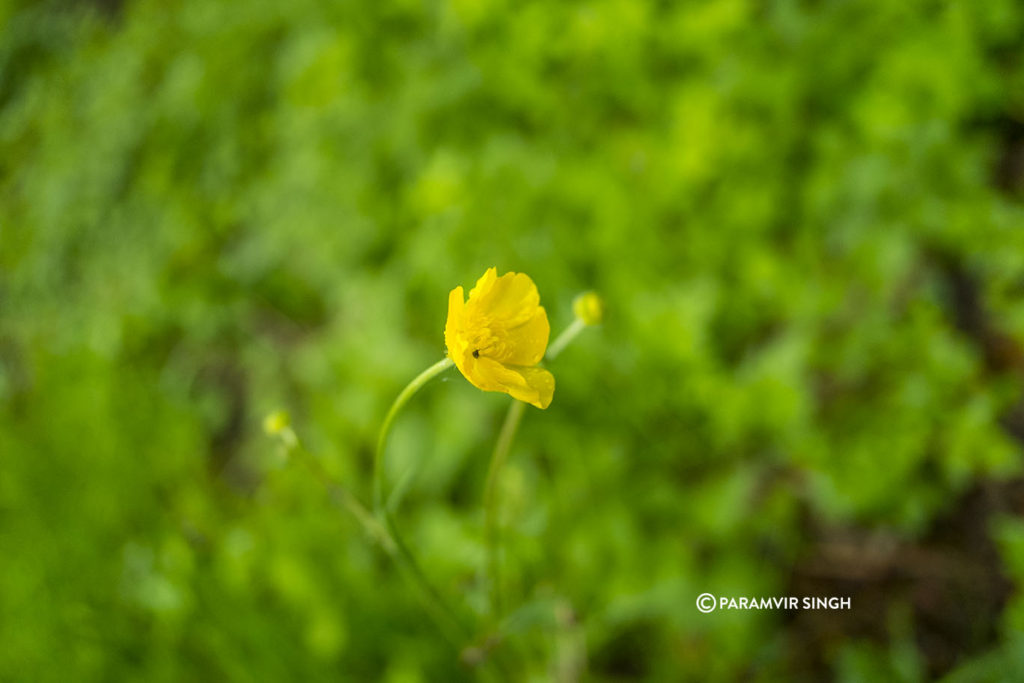 Wildflower in Safenwil