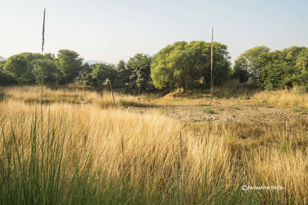 Khem Villas Grasses.