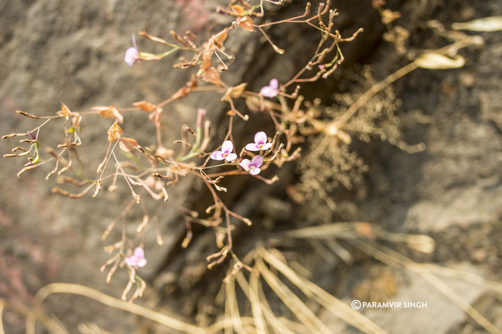 Wildflowers in Maharashtra