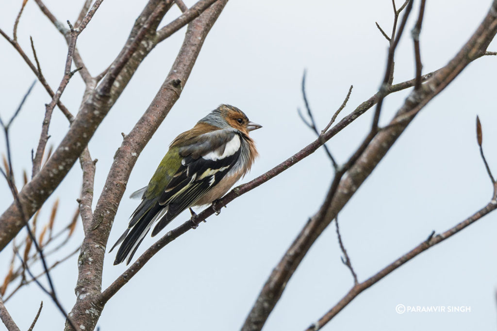 Common Chaffinch (Fringilla coelebs), Lucerne