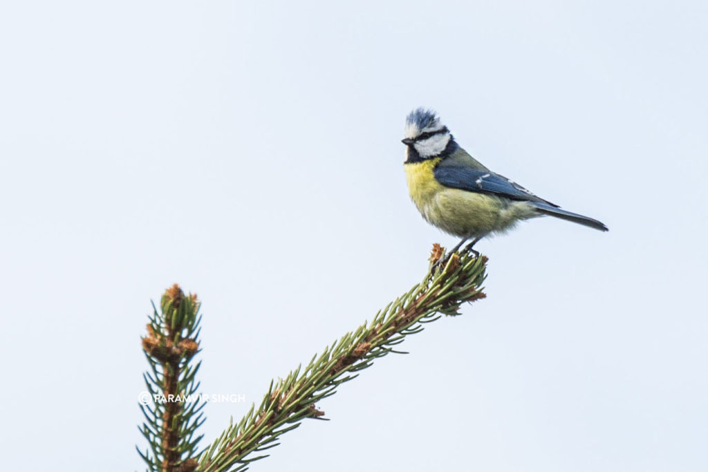 The Eurasian Blue Tit (Cyanistes caeruleus) in Lucerne.