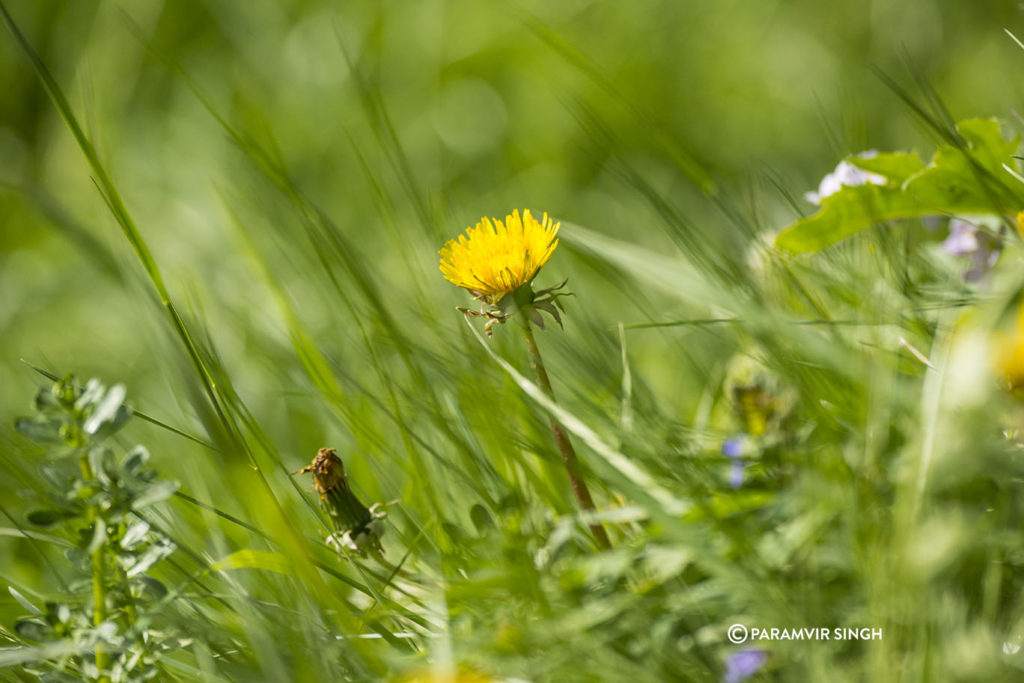 Wildflower in the meadows of Lucerne Alps.