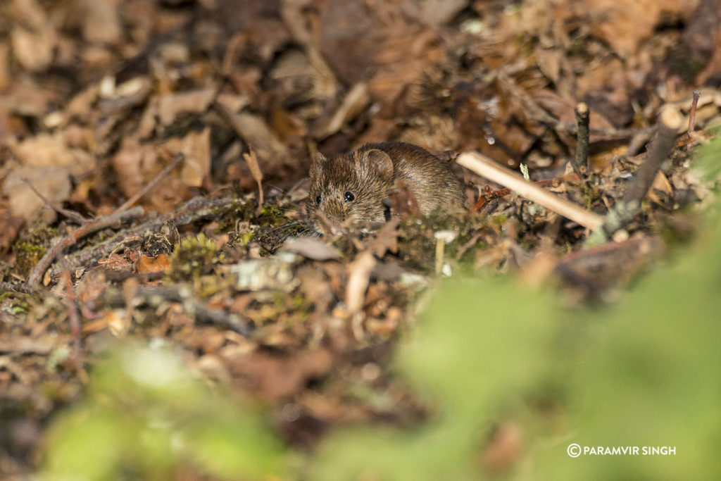 Common Vole (Microtus arvalis) in Lucerne