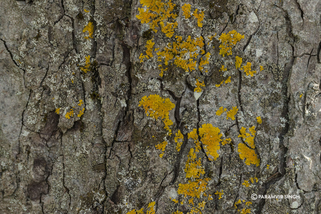 Lichen in a tree in Lucerne.