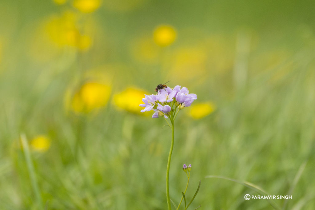 Another wild flower in the Alpine meadows in Lucerne.