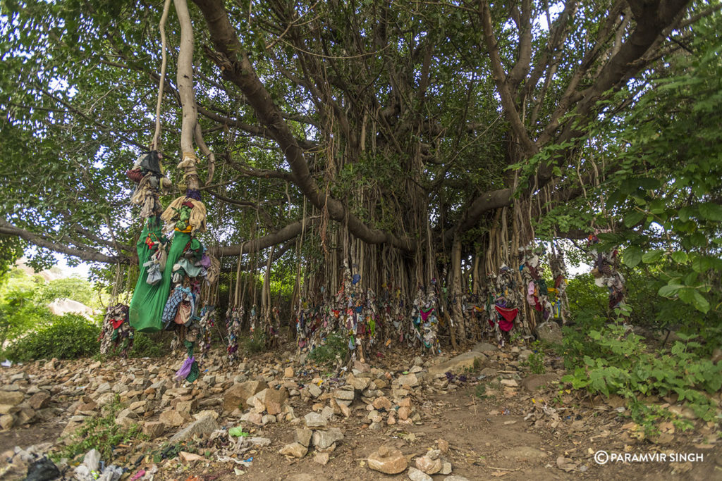 Wish Tree Banyan, Hampi