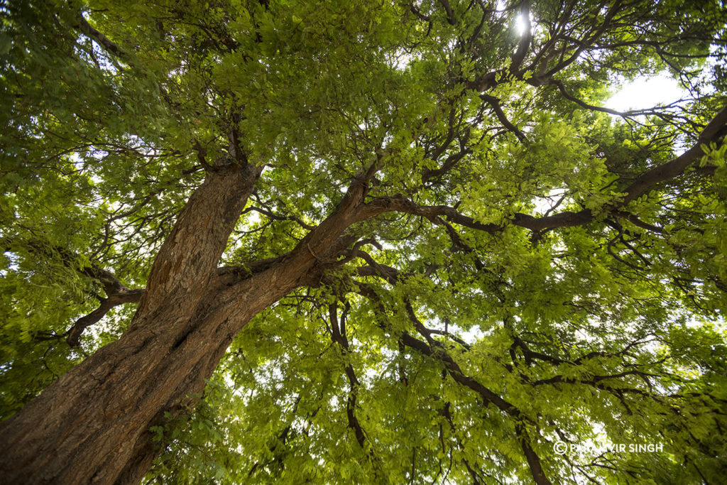 Old Tree in Anegundi