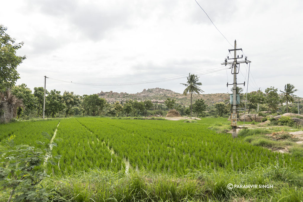 Hampi Paddy Fields