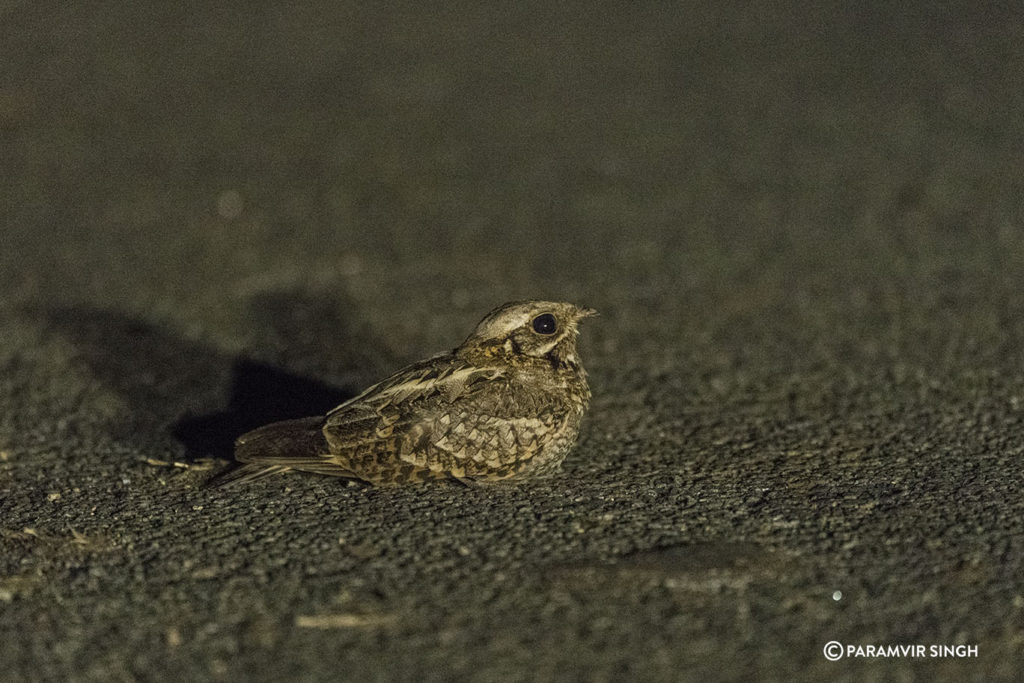 Indian Nightjar (Caprimulgus asiaticus)