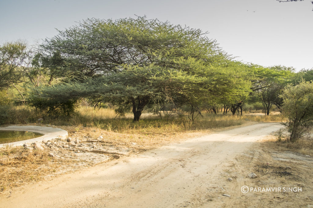 Jhalana Leopard Reserve