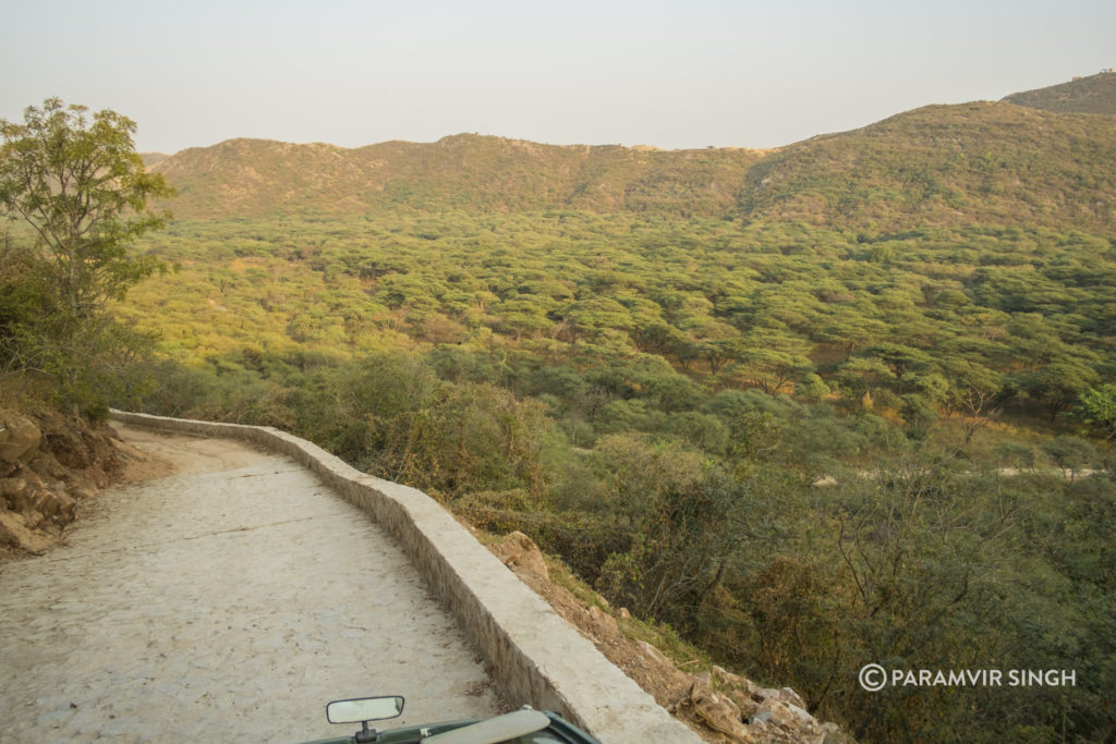 Jhalana Leopard Reserve