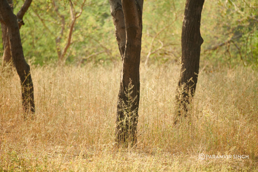 Jhalana Leopard Reserve