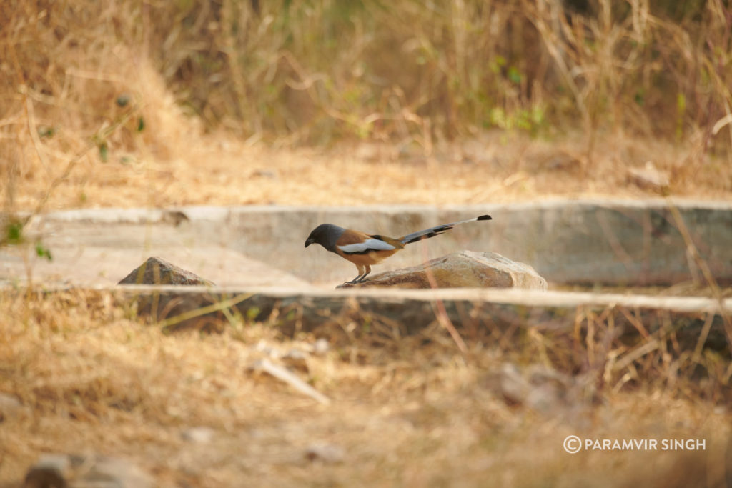 Jhalana Leopard Reserve