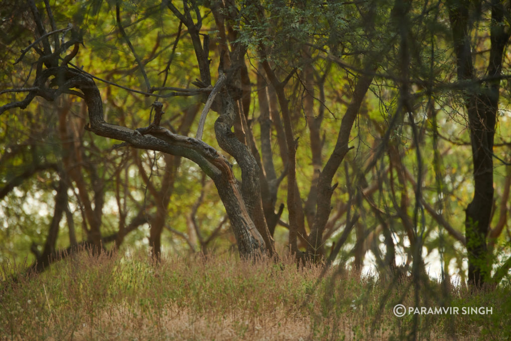 Jhalana Leopard Reserve