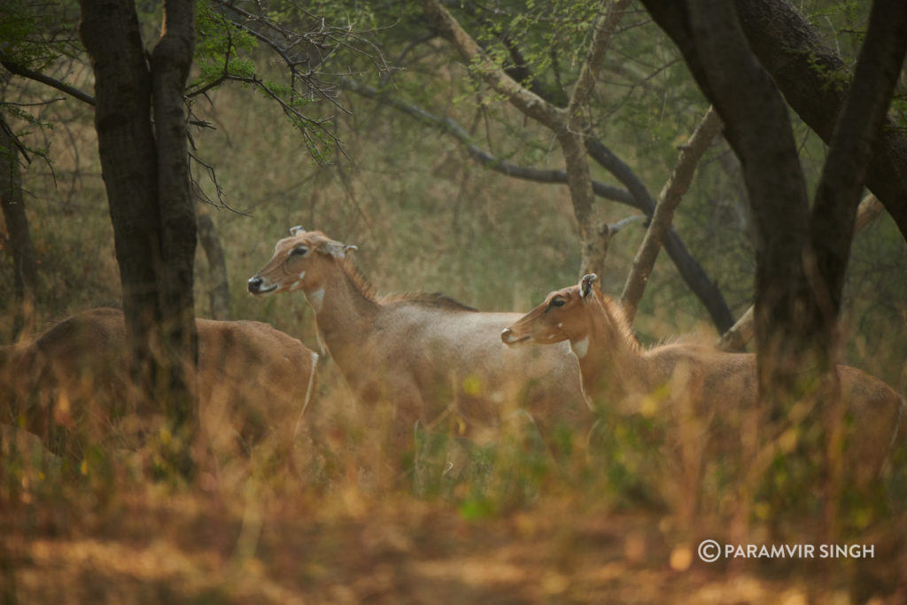 Nilgai in Jhalana Leopard Reserve