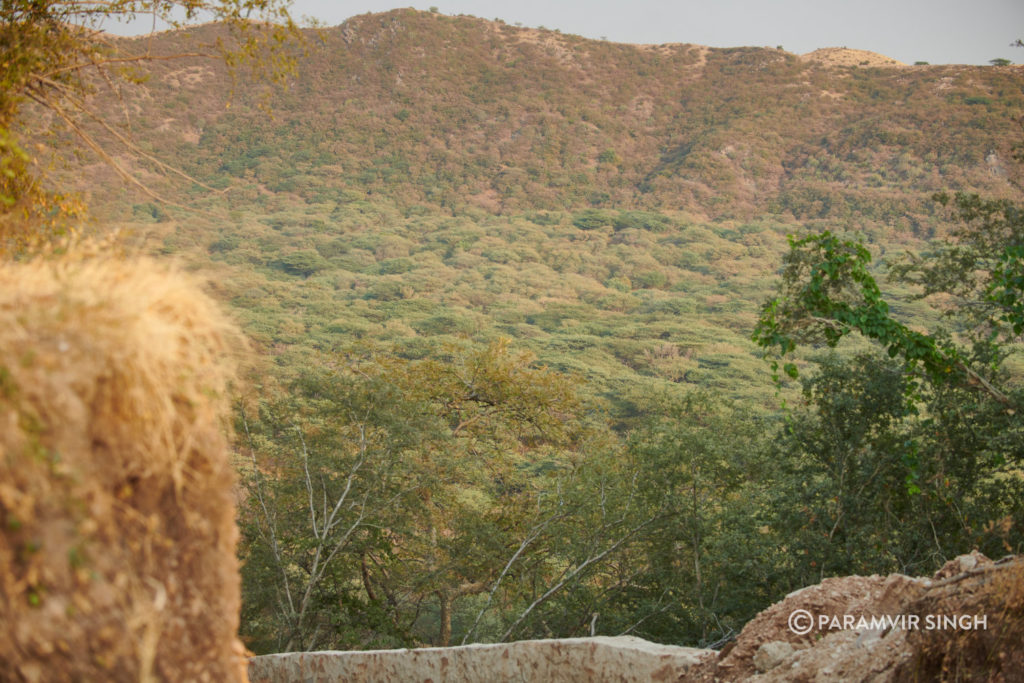 Jhalana Leopard Reserve