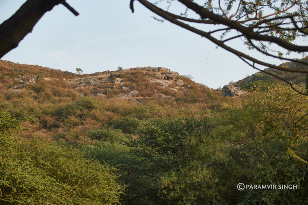 Jhalana Leopard Reserve