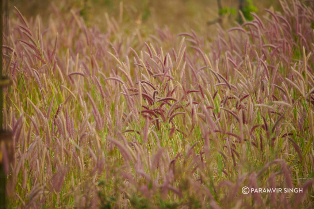 Wild Grass in Jhalana