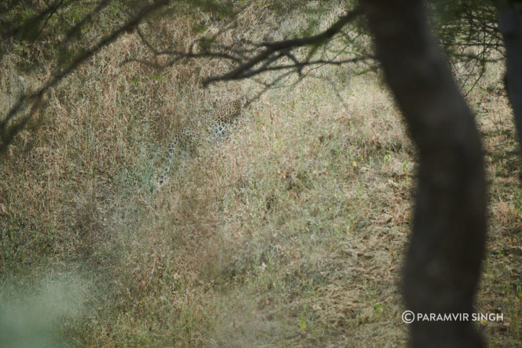 Jhalana Leopard Reserve