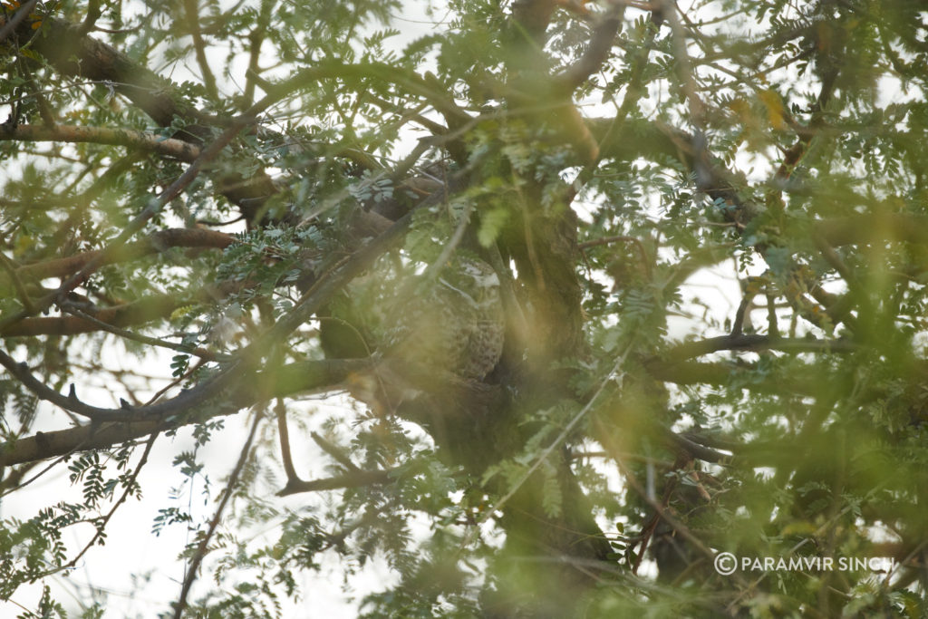 Forest Owlets