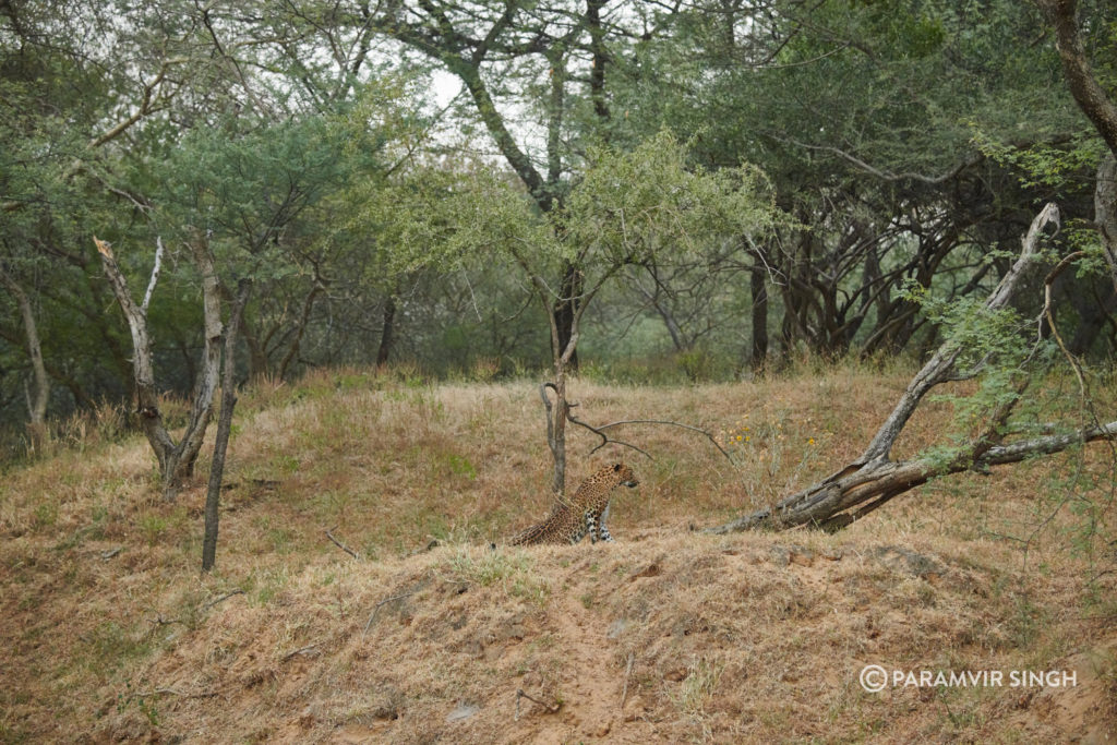 Leopard in Jhalana Leopard Reserve