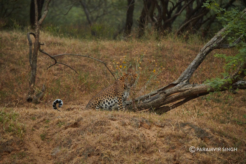 Leopard in dusk