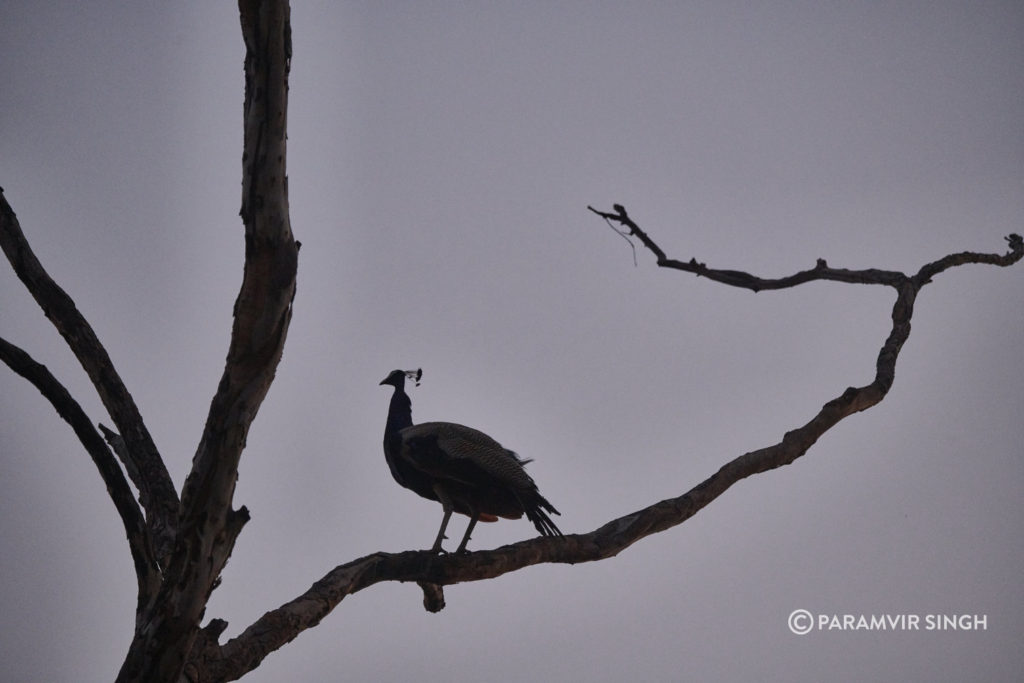 Peacock in Dusk