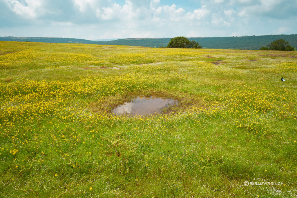 Kas Pathar meadow