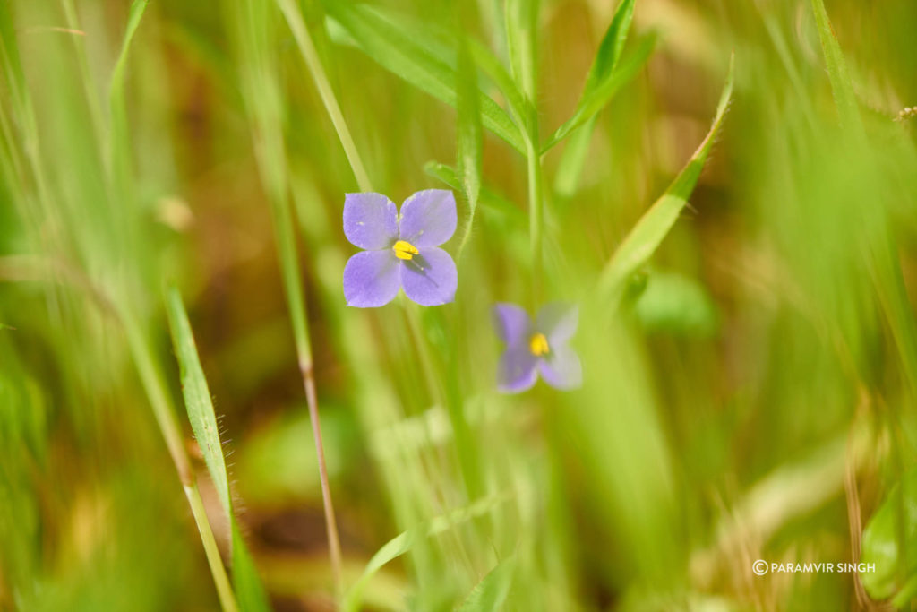 Exacum pumilum