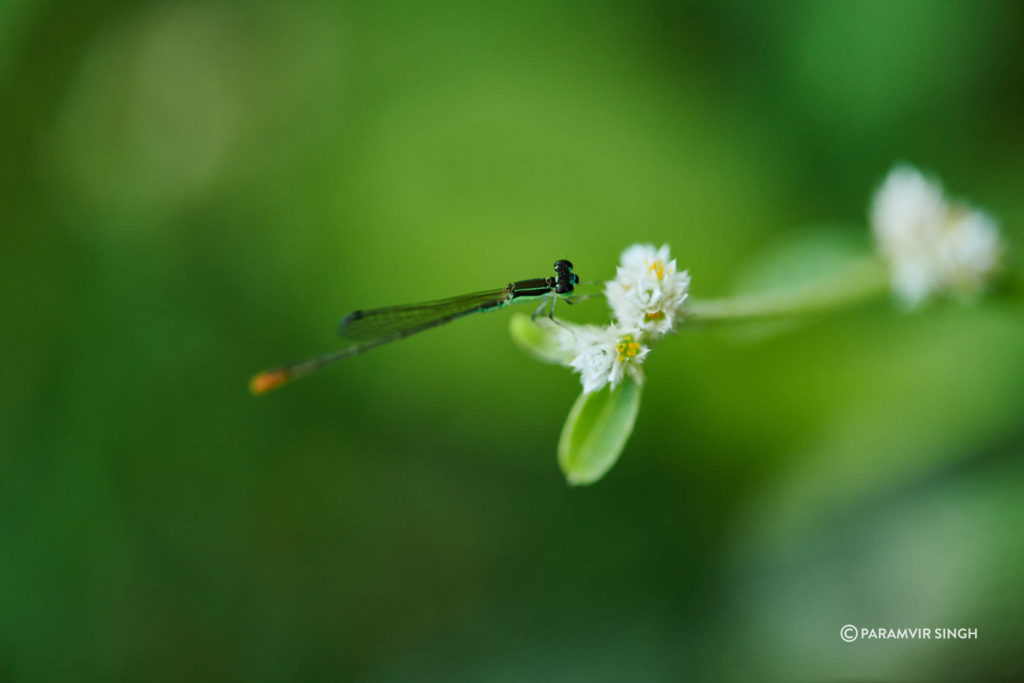 Indian Hooded Dartlet
